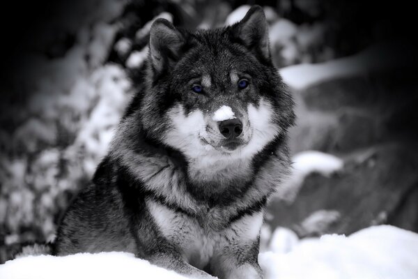 Winter photo of a lone wolf in the forest