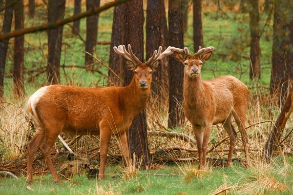 Ciervos hembra y macho en el bosque