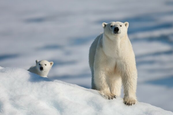 Oso polar y osito de peluche en la naturaleza