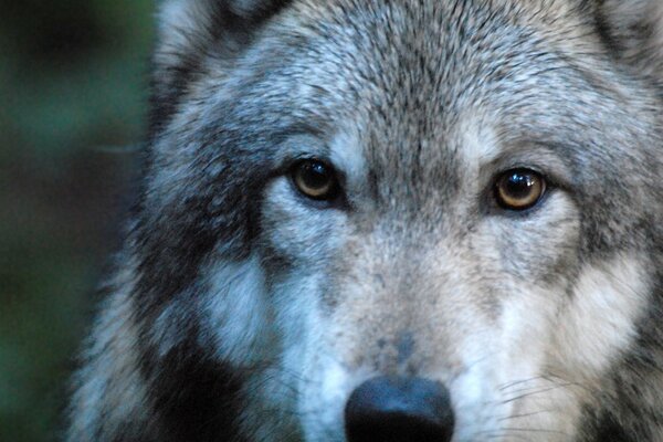 Close-up image of a predator, wolf