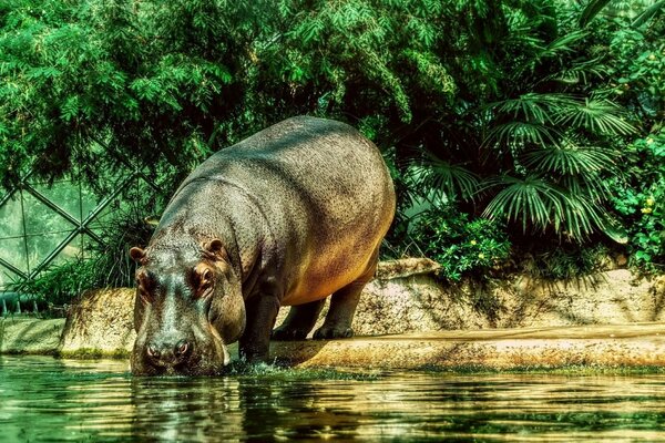 Das wilde Nilpferd trinkt Wasser