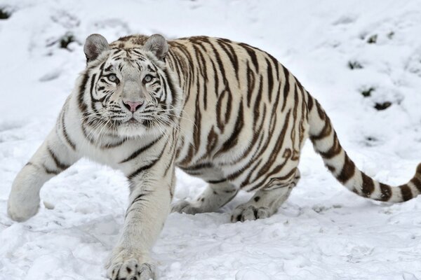 Tigre bianca sulla neve in inverno