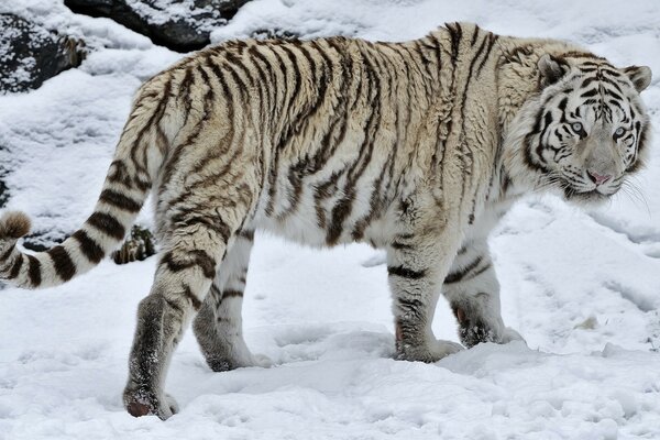 Tiger in the wild