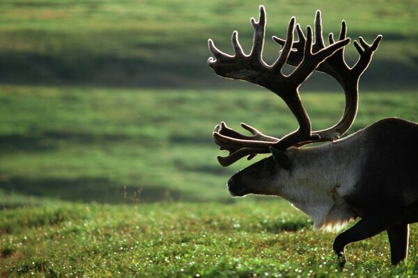 A deer with branched horns walking on the tundra