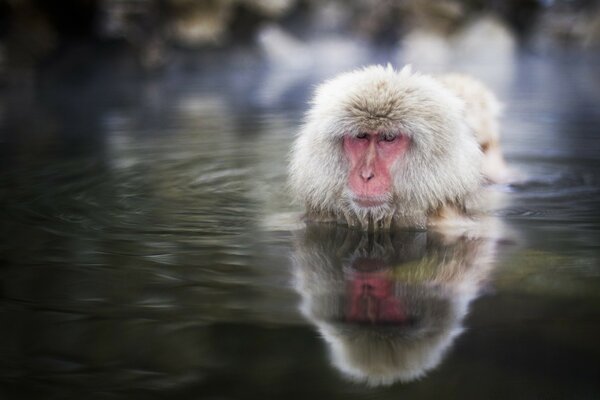 Mammifères à l état sauvage dans l eau