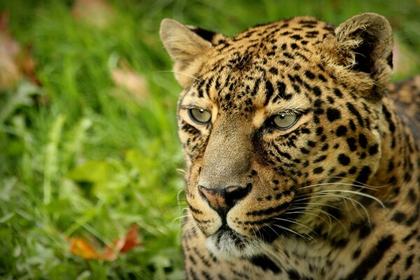 Leopard ist ein Raubtier in freier Wildbahn