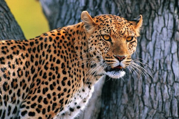 Schöner Leopard in freier Wildbahn