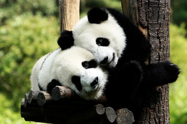 A couple of pandas cuddle cute