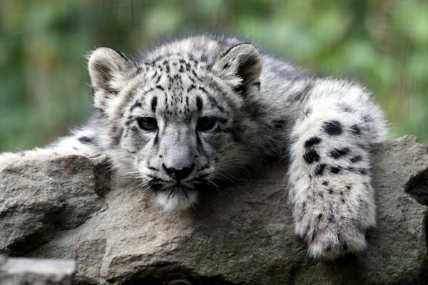 Un pequeño gatito descansa sobre una piedra