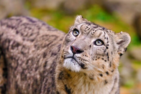 Animal de la famille des félins