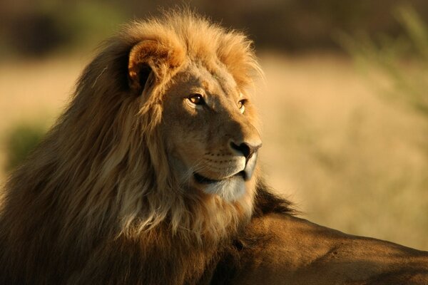 Portrait de fond d un Lion dans la savane