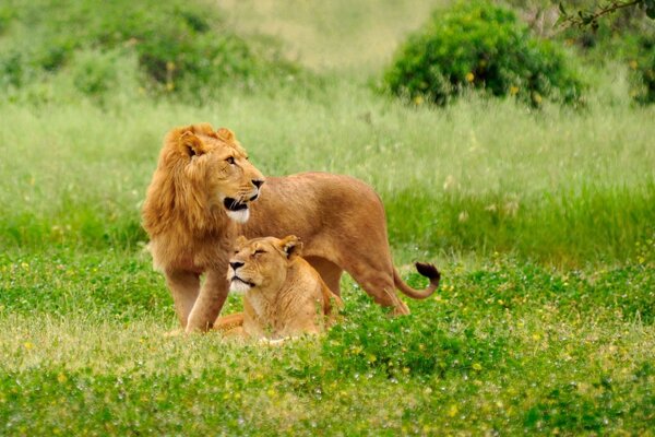 Lion avec une lionne gracieuse installés sur l herbe