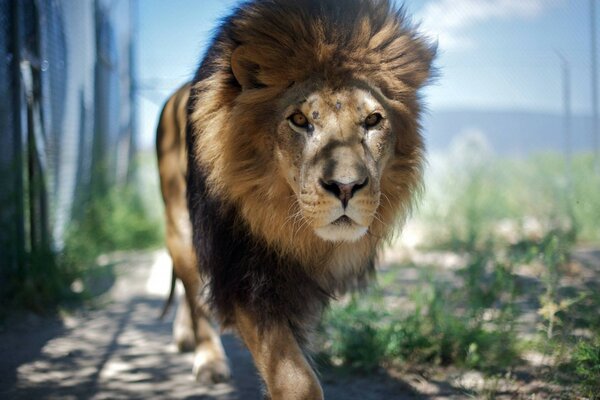 Lion dans la nature