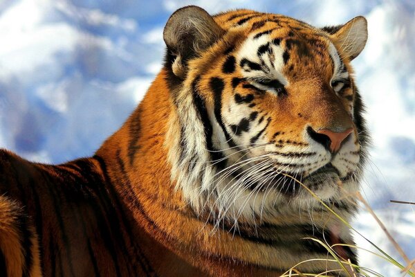 Tigre in natura