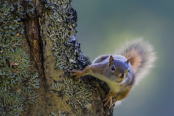 Squirrel on a tree in the wild