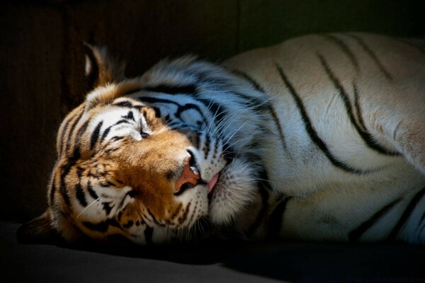 La tigre è una specie di mammifero in via di estinzione