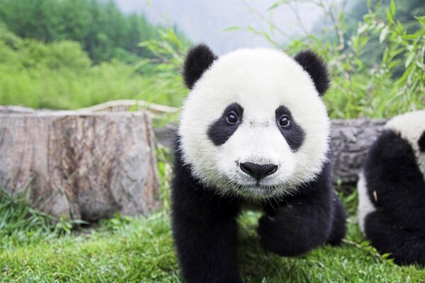 Panda on the grass, a wild animal