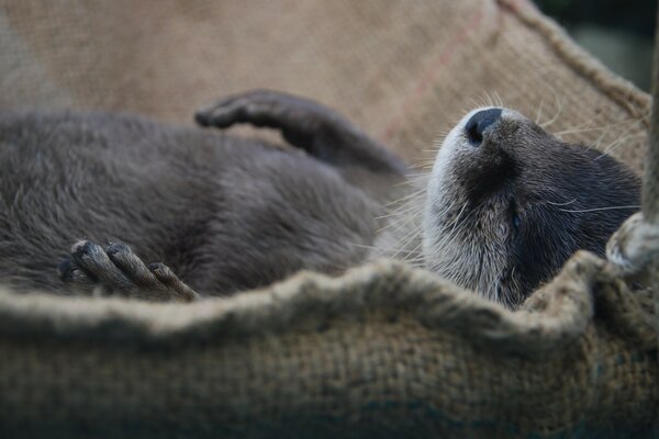 A mammal is resting on a hammock