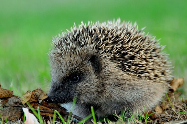 Ein Igel ohne Kopf und Beine