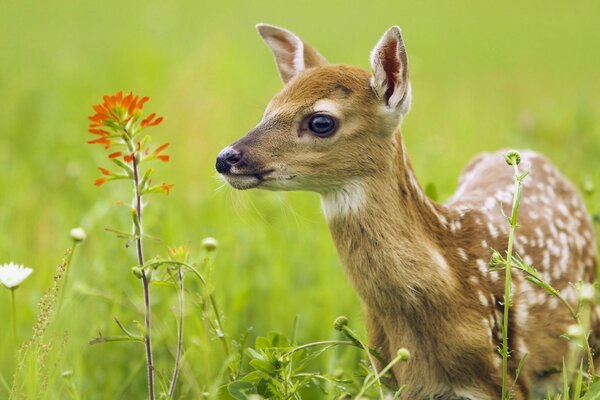 Simpatici animali della fauna selvatica