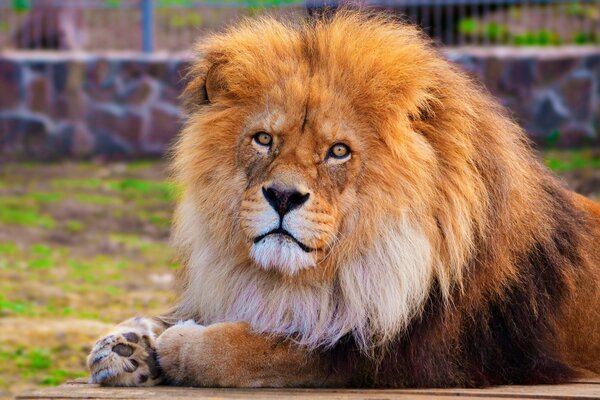 Leão com juba exuberante, animal da vida selvagem