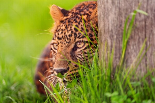 Chat dans la nature