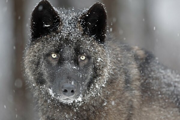 Der schwarze Wolf. Wolfsblick. Schneefall