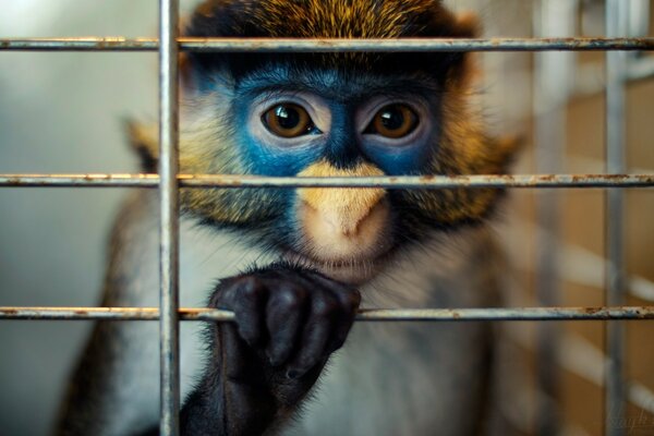 Ein Affe mit traurigen Augen im Käfig