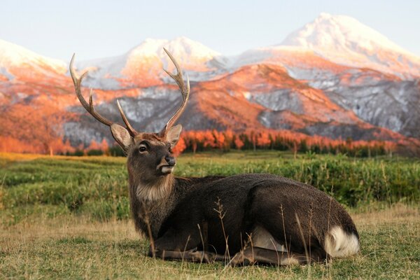 Deer resting on the grass against the backdrop of mountains