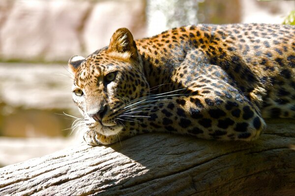 A leopard is lying on a fallen tree, a predator