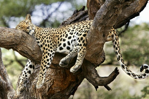 Animali su un albero in natura