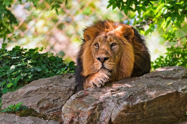 Wilde Tiere, Raubtier im Urlaub