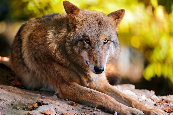 Wilder Wolf im Wald