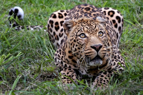 Gato salvaje tumbado en la hierba