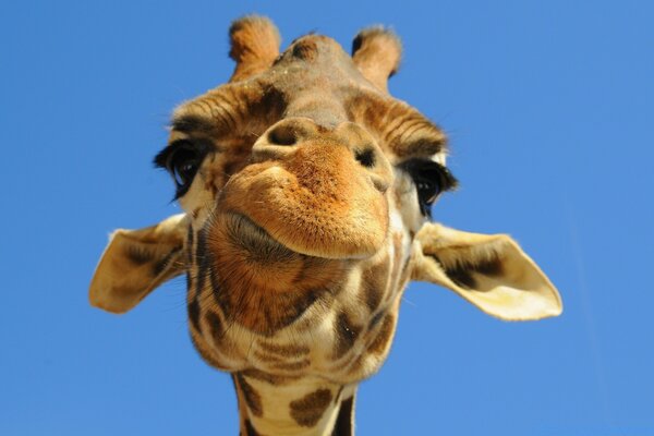 A giraffe with a funny face against the sky