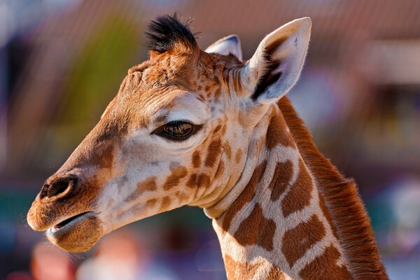 Portrait of a baby giraffe