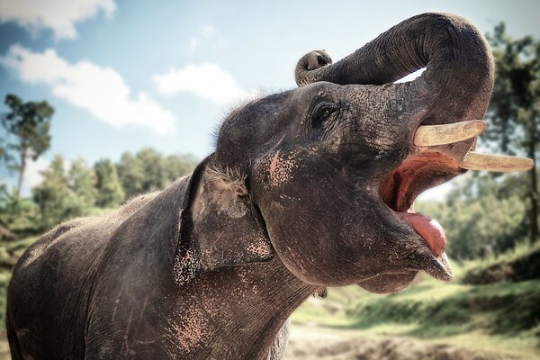 Elefante en la naturaleza