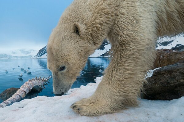 Eisbär mit Walknochen