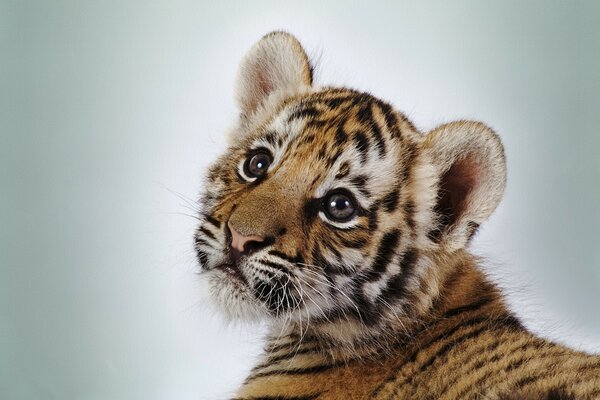 A small tiger cub on a light background