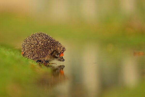 Süßer Igel, Herbst. Nadeln