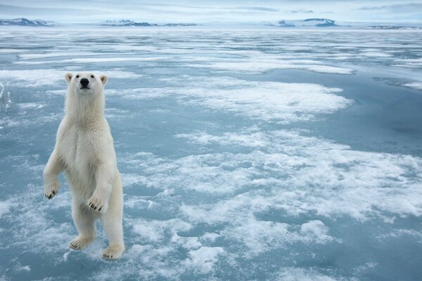 A polar bear is curious on an ice floe