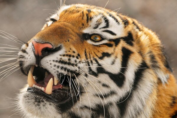 Le tigre grogne, animal de la faune