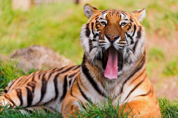 Tigre de Bengala deitado na grama e bocejando