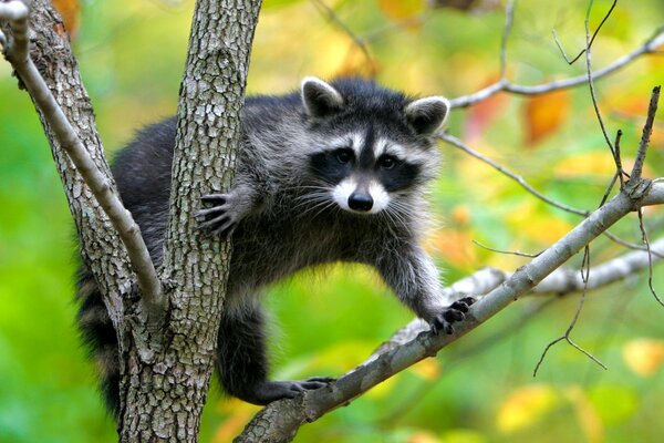 Photo d un Raton laveur sur un arbre