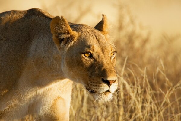 Lionne dans la nature à la chasse