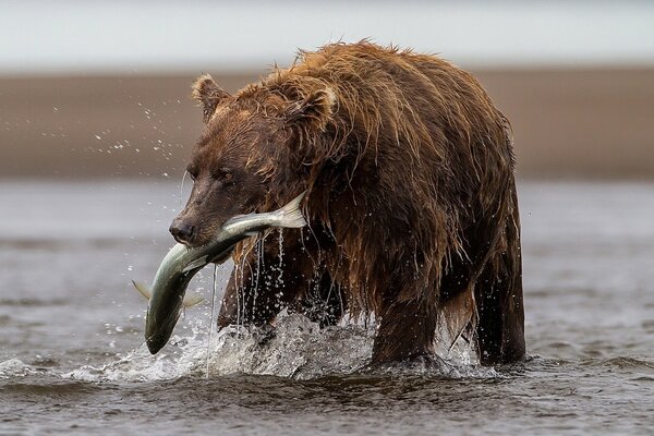 Bear fishing in the river