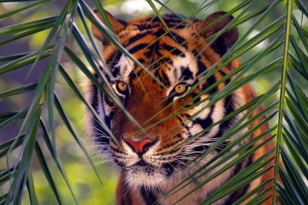 La mirada penetrante de un animal salvaje