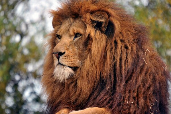 León en la naturaleza