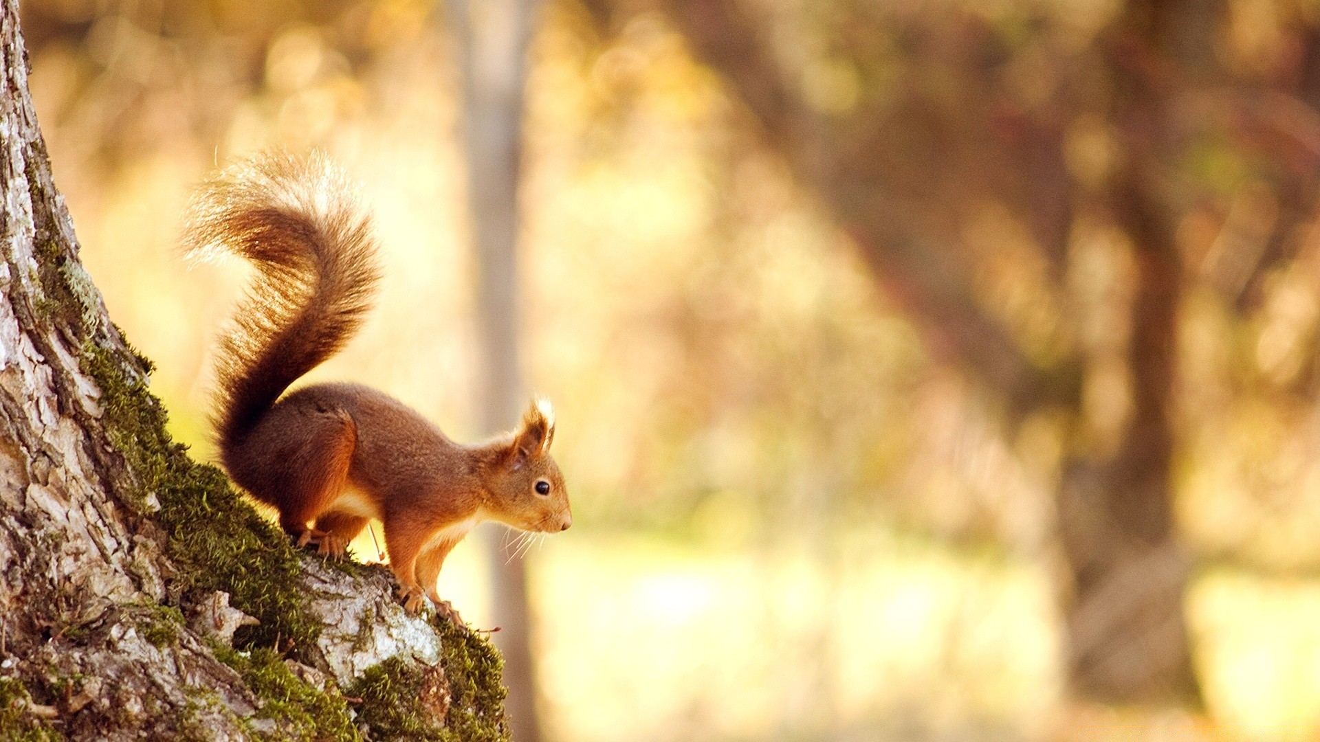 tiere eichhörnchen säugetier natur holz im freien baum nagetier tierwelt herbst mutter fell eine unschärfe niedlich tageslicht park