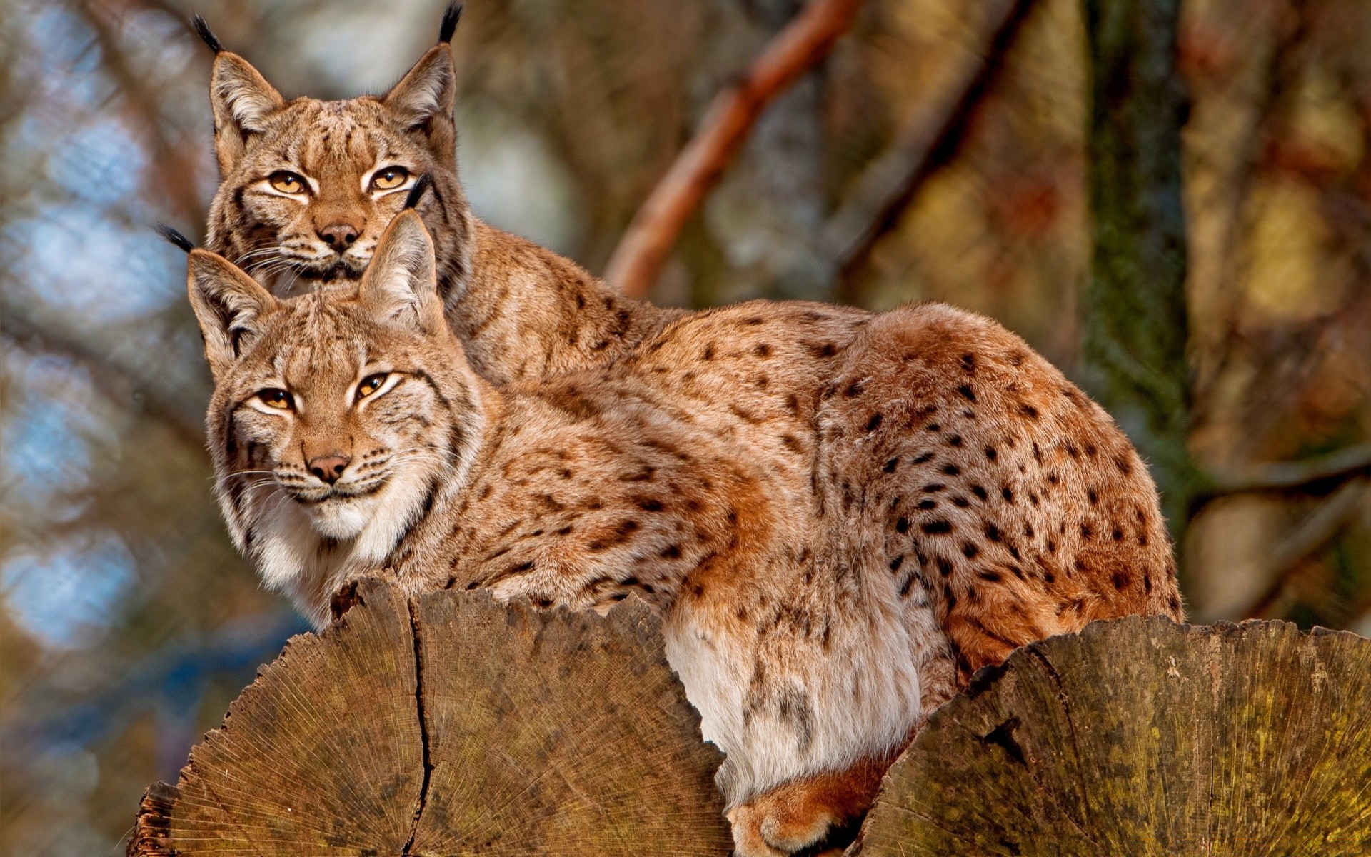 tiere katze säugetier tierwelt natur raubtier tier wild im freien fleischesser pelz porträt